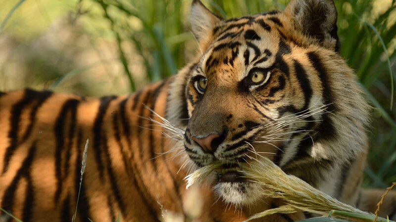 Tiger in Grass — Orange, Alert, Afternoon, Photograph