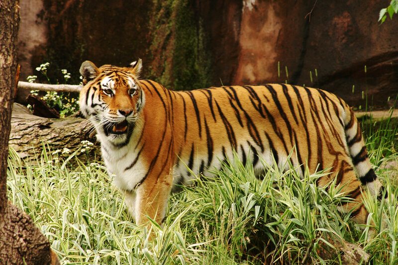 Tiger in Grass — Orange, Alert, Afternoon