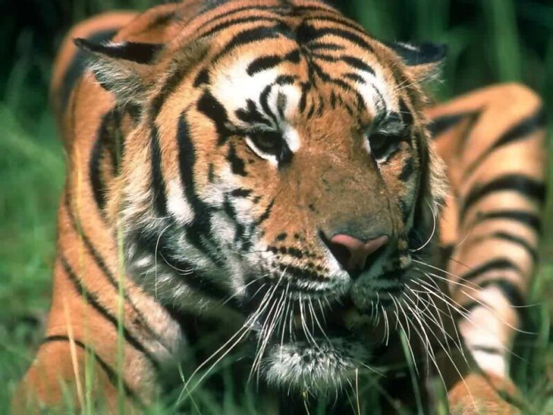 Tiger in Grass — Orange, Alert, Photograph, Black, Green