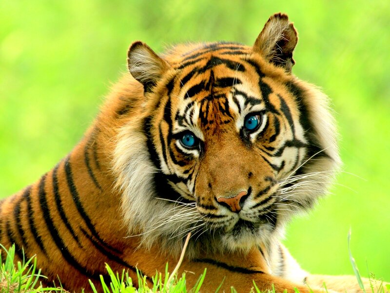 Tiger in Grass — Orange, Alert, Photograph, Eyes