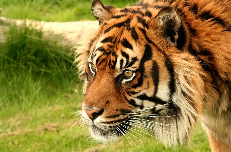 Tiger in Grass — Orange, Alert, Photograph, Log