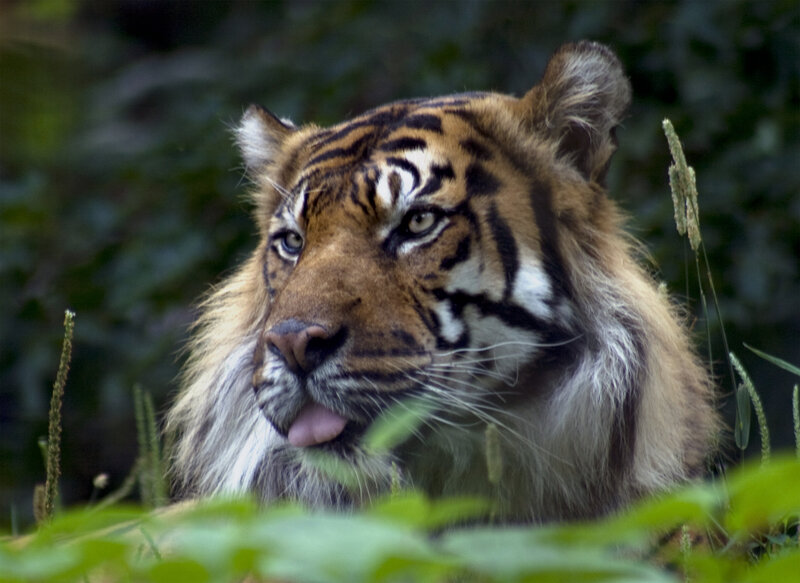 Tiger in Grass — Orange, Alert, Photograph, Plants