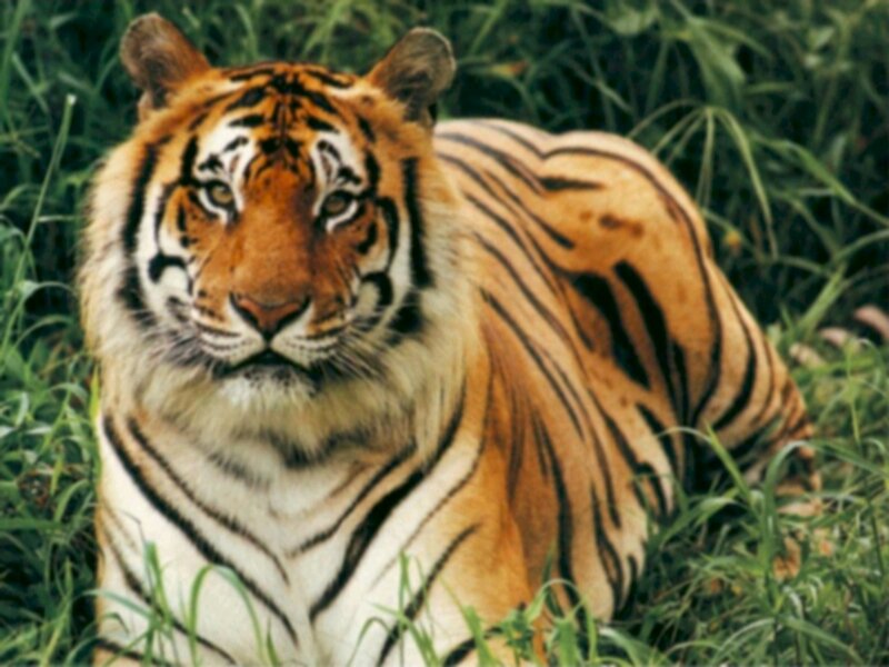 Tiger in Grass — Orange, Alert, Photograph