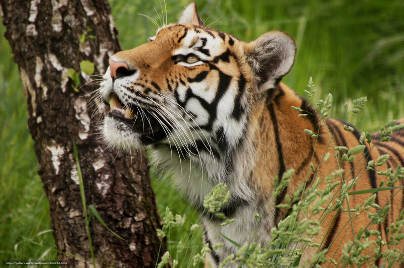 Tiger in Grass — Orange, Alert, Photograph, Tree