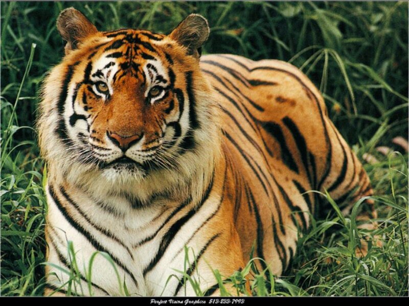 Tiger in Grass — Orange, Alert