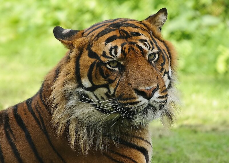 Tiger in Grass — Orange, Calm, Afternoon, Photograph, Forest