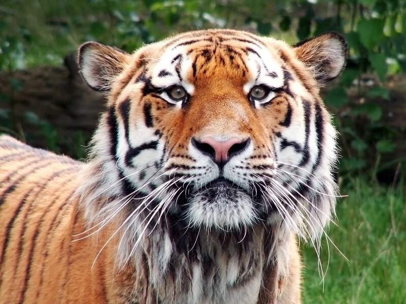 Tiger in Grass — Orange, Calm, Afternoon, Photograph, Trees