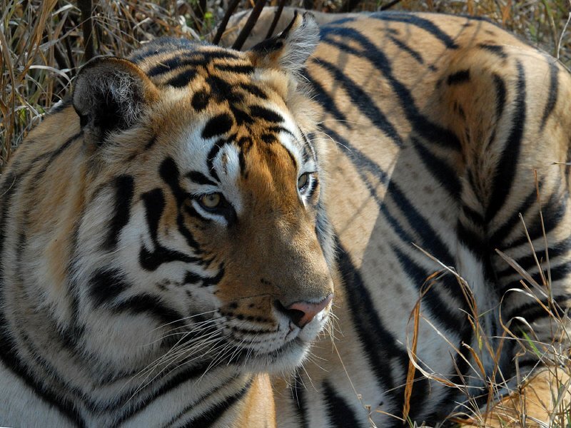 Tiger in Grass — Orange, Calm, Afternoon
