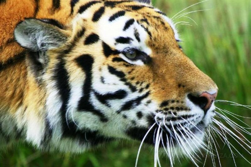 Tiger in Grass — Orange, Calm, Photograph