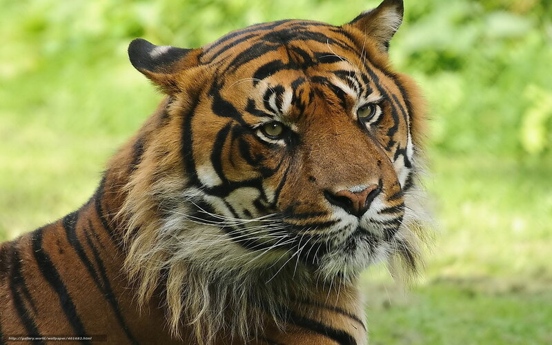 Tiger in Grass — Orange, Calm, Photograph, Whiskers