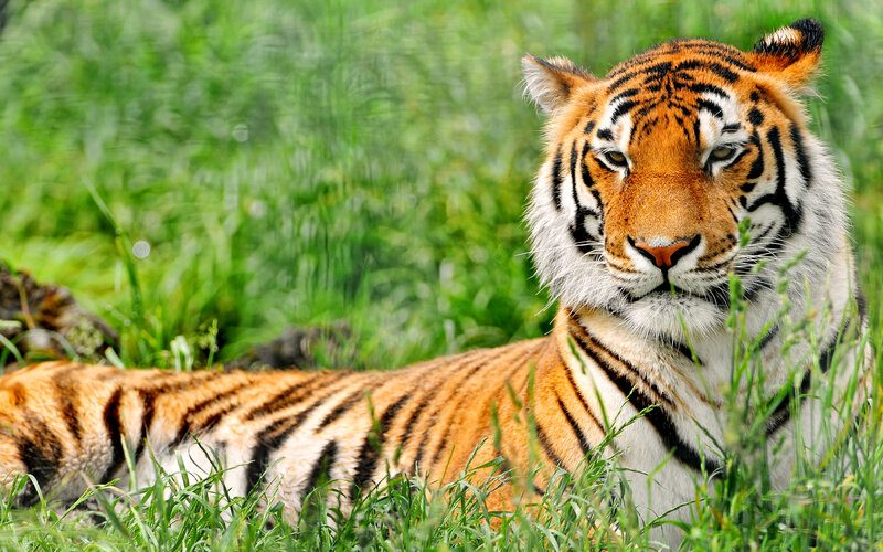 Tiger in Grass — Orange, Calm