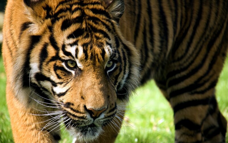 Tiger in Grass — Orange, Intense, Afternoon, Photograph
