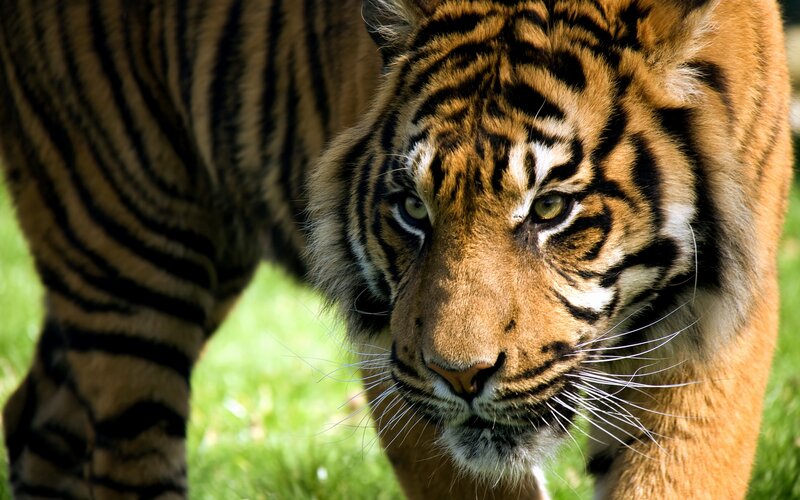 Tiger in Grass — Orange, Intense, Afternoon