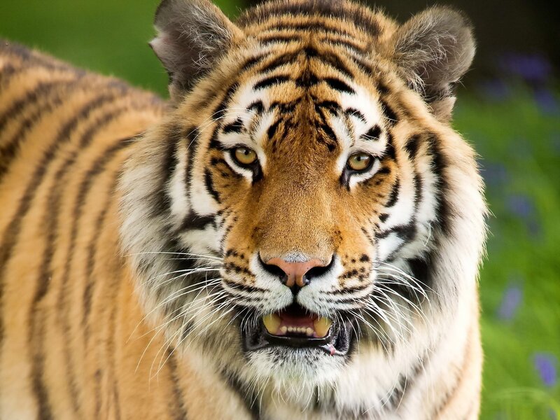 Tiger in Grass — Orange, Intense, Photograph, Flowers