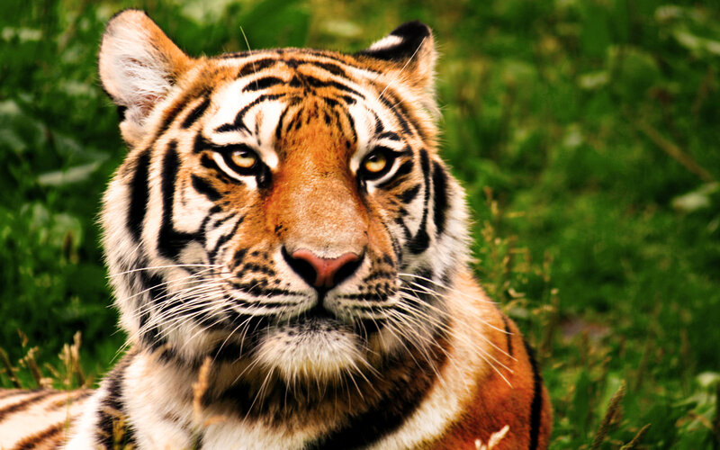 Tiger in Grass — Orange, Intense, Photograph