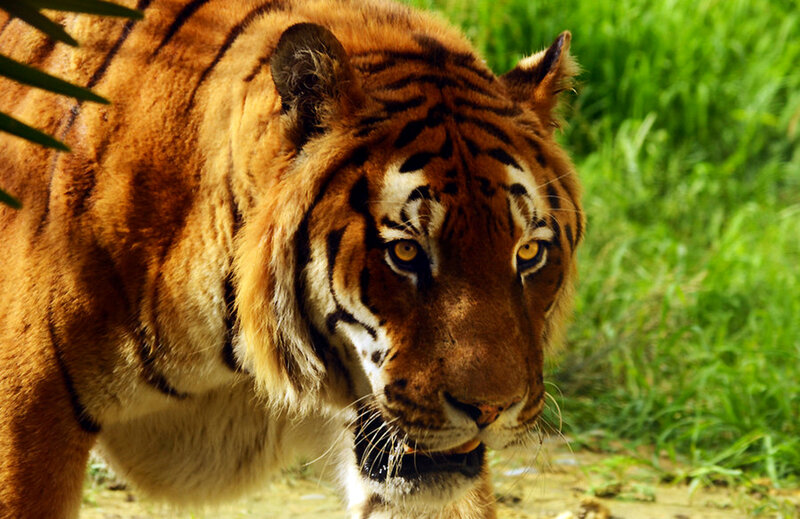 Tiger in Grass — Orange, Intense