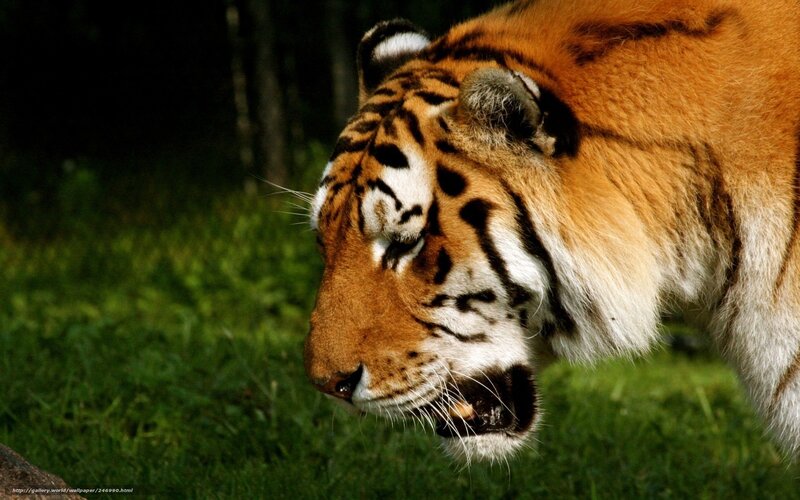 Tiger in Grass — Orange, Natural
