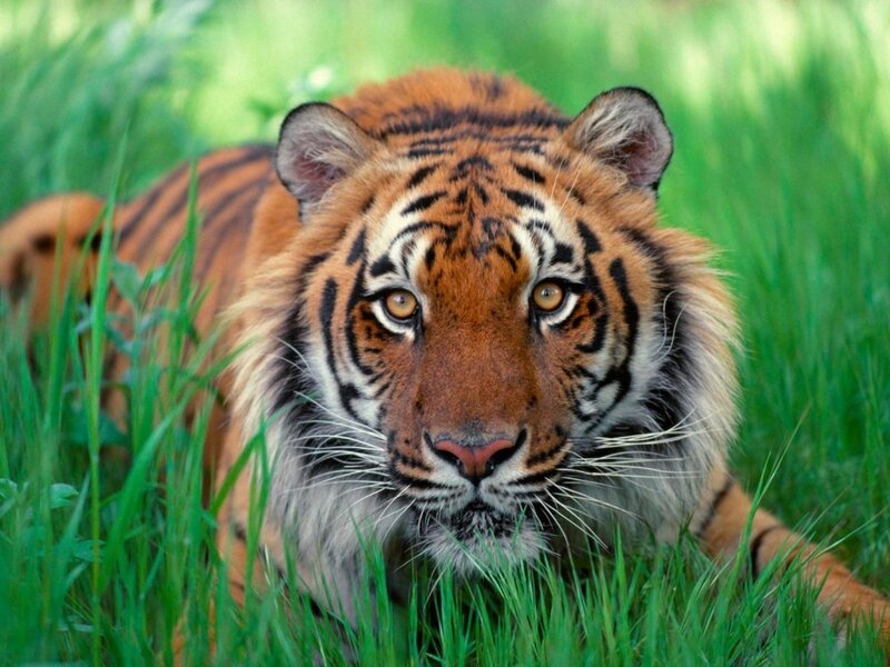 Tiger in Grass — Photograph