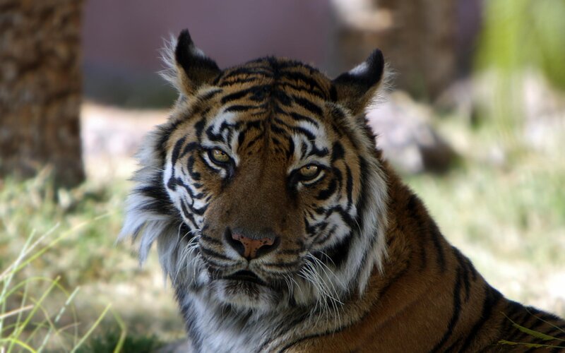 Tiger in Grass