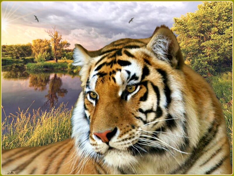 Tiger in Grassland — Orange, Dramatic