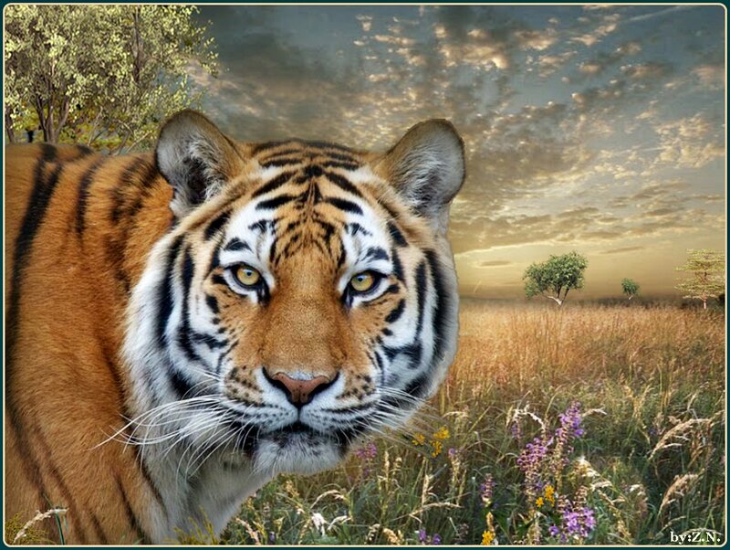 Tiger in Grassland — Orange
