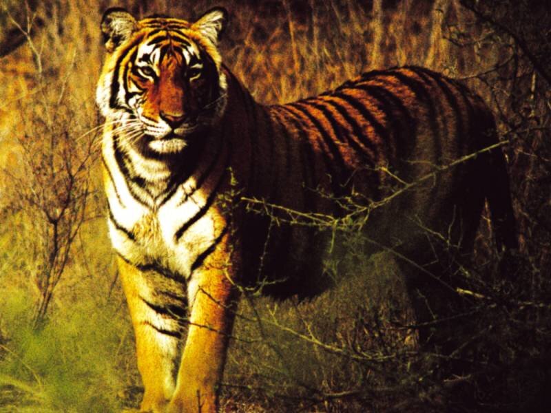 Tiger in Grassland
