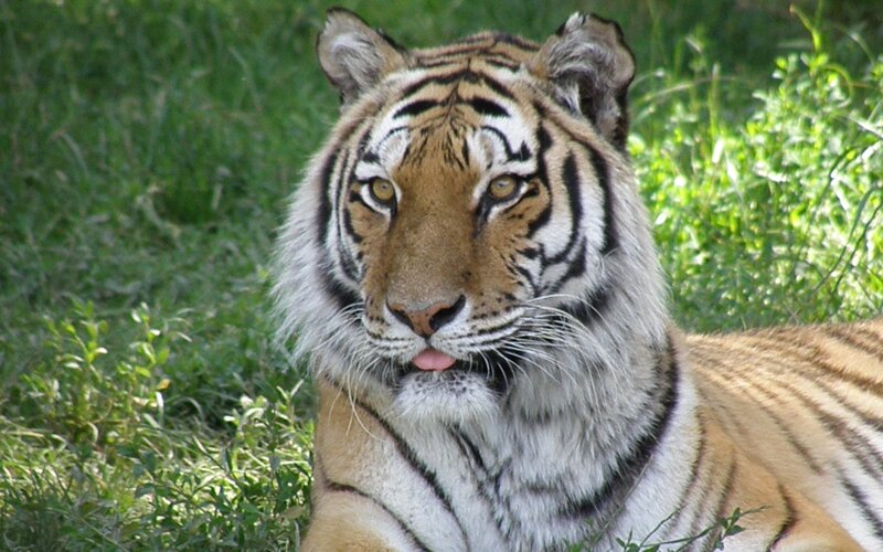 tiger in grassy area