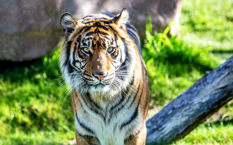 Tiger in Grassy Area — Green