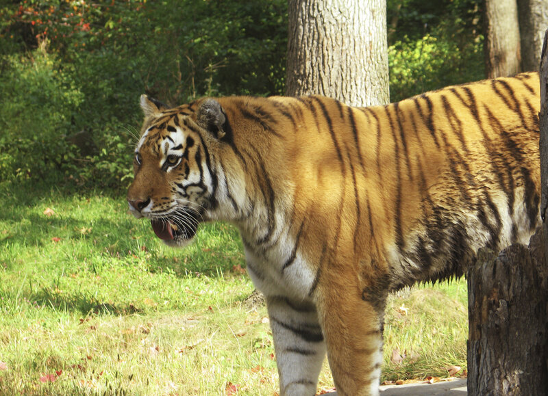 Tiger in Grassy Area — Orange, Natural