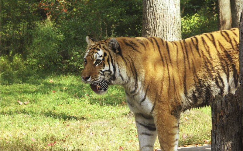 Tiger in Grassy Area — Orange