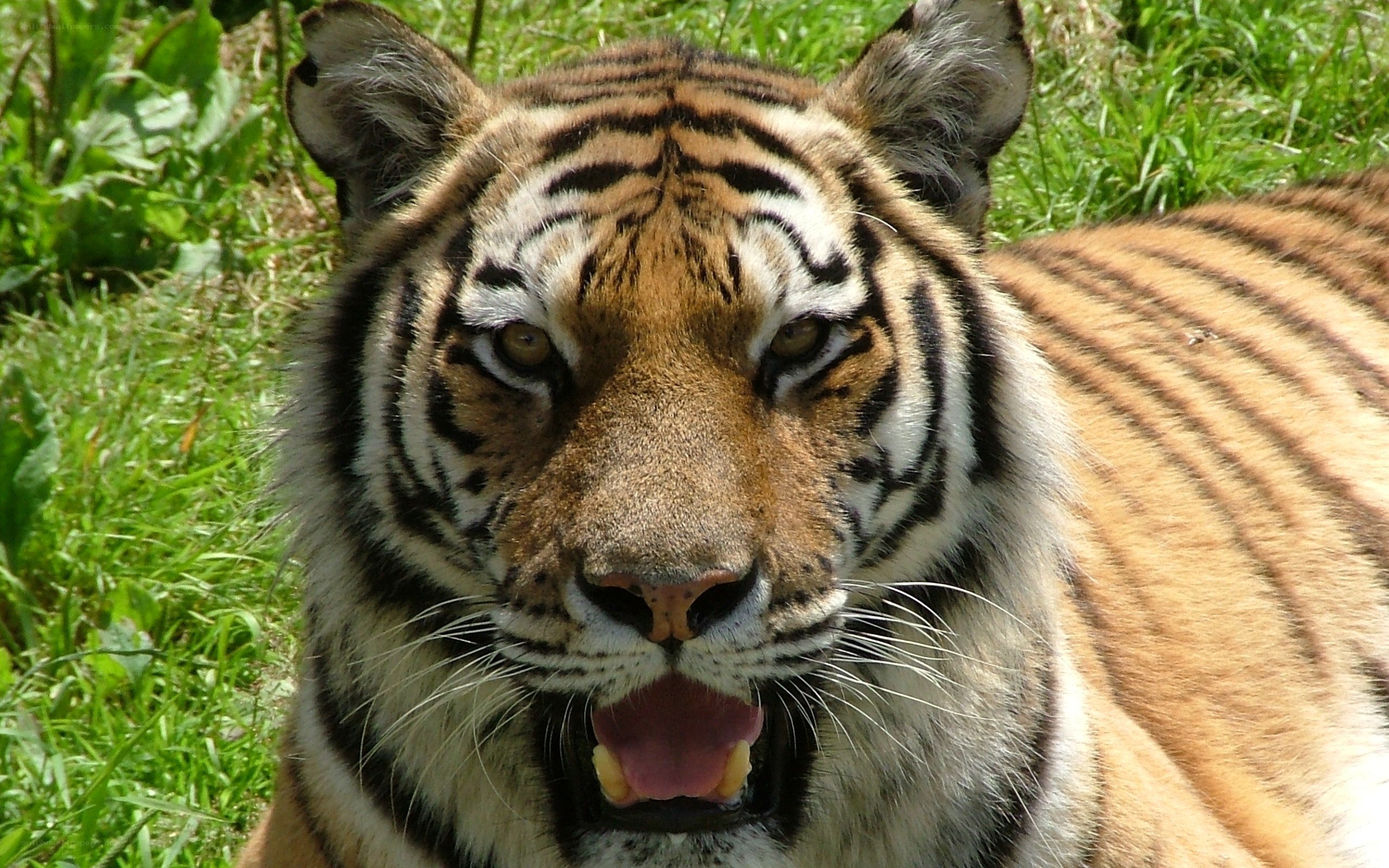 tiger in grassy area