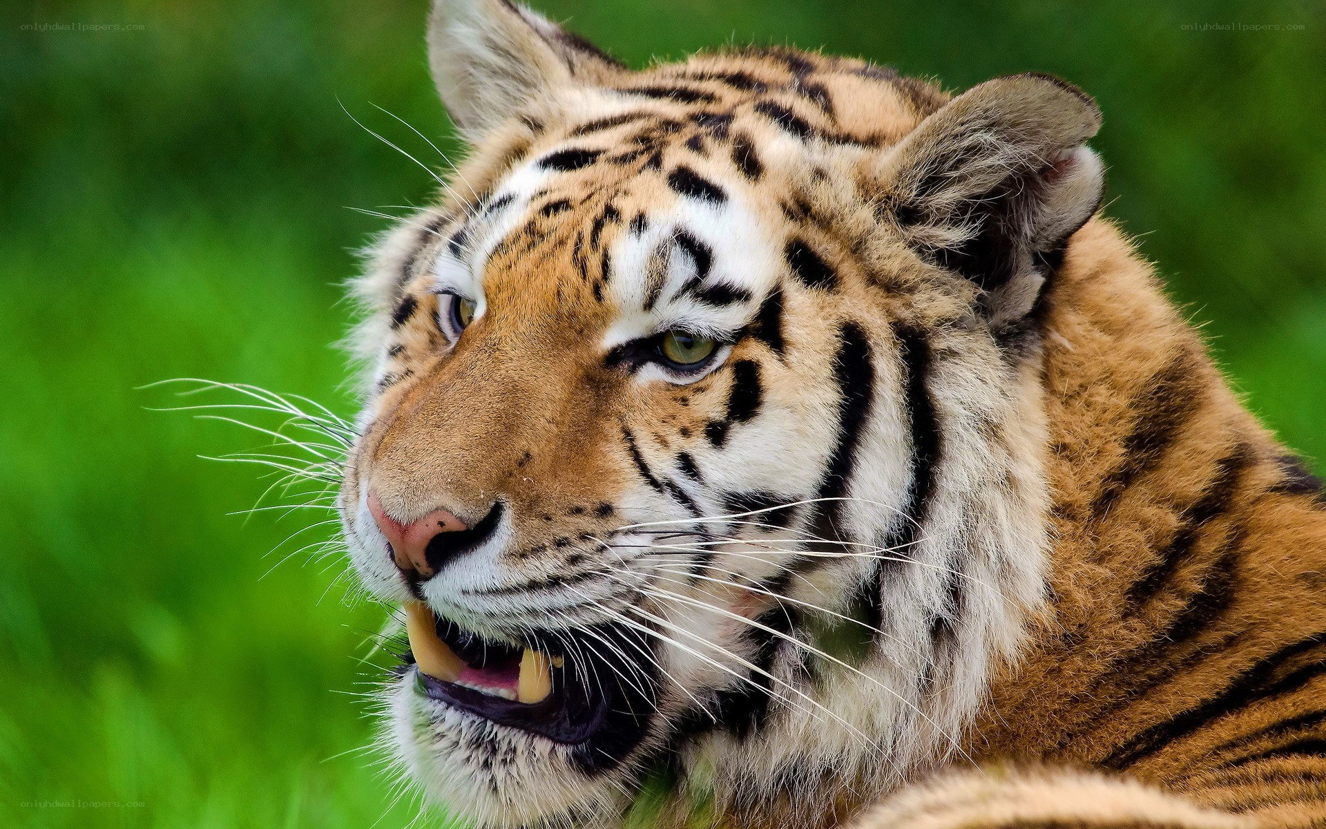 tiger in grassy field