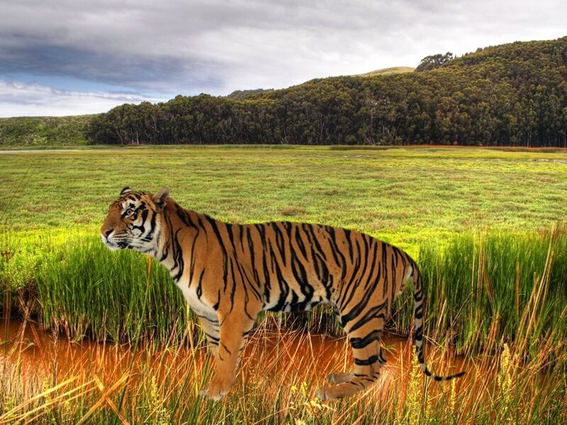 Tiger in Grassy Field — Green