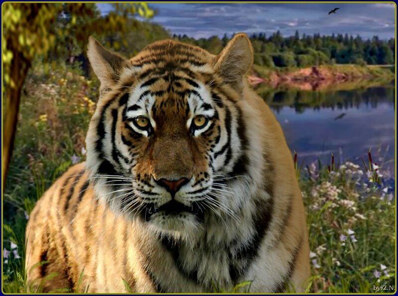 Tiger in Grassy Field — Orange