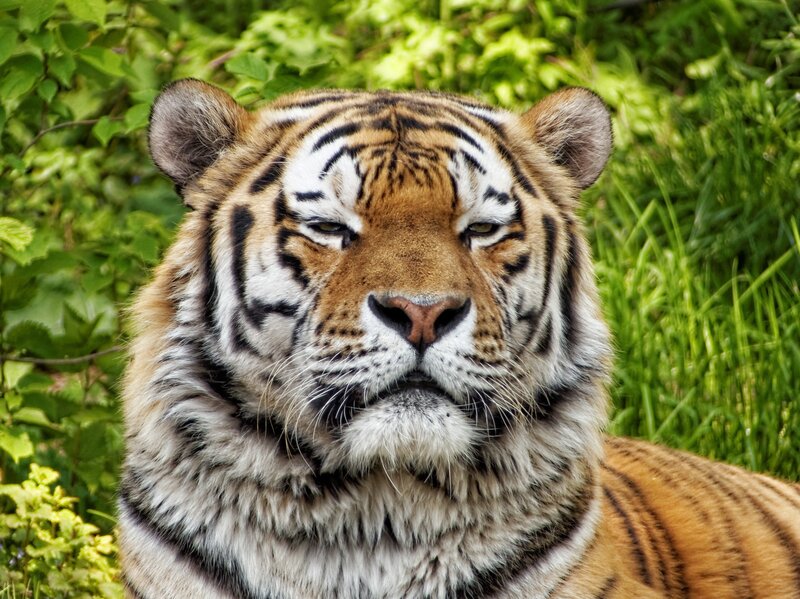 tiger in green foliage