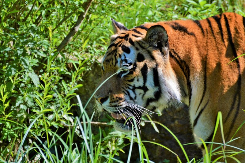tiger in green foliage