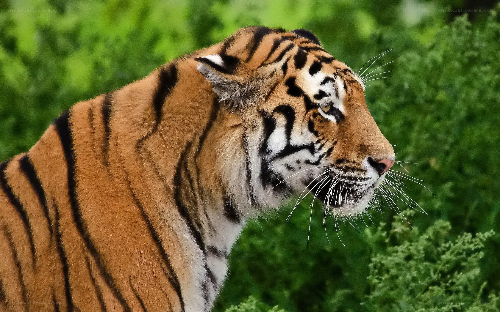 tiger in green foliage