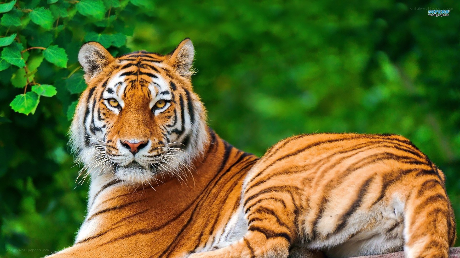 Tiger in green foliage