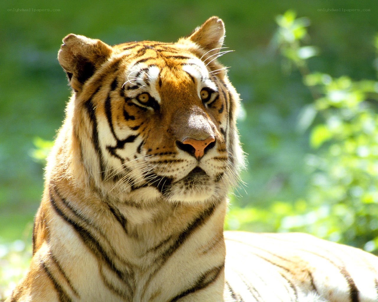 tiger in green foliage