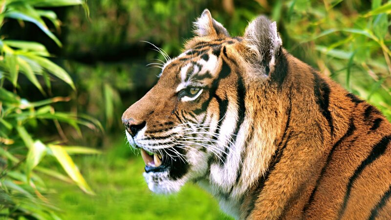 Tiger in Green Foliage — Orange, Alert, Afternoon