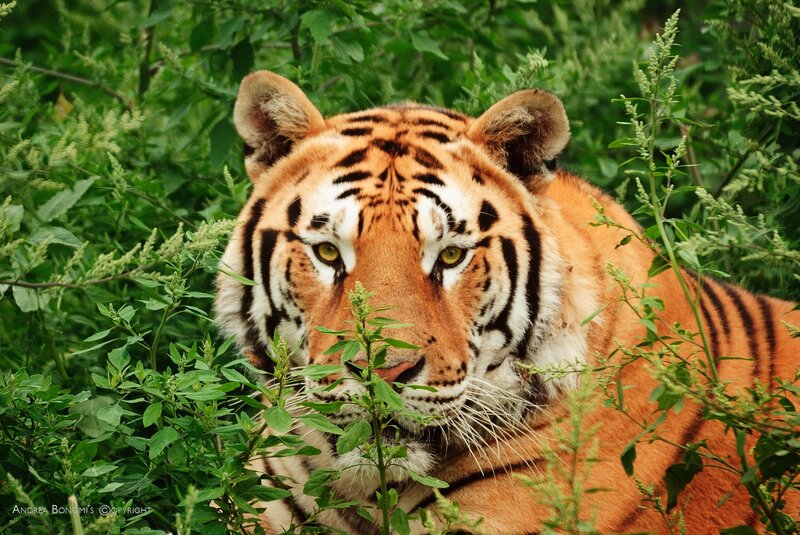 Tiger in Green Foliage — Orange, Alert