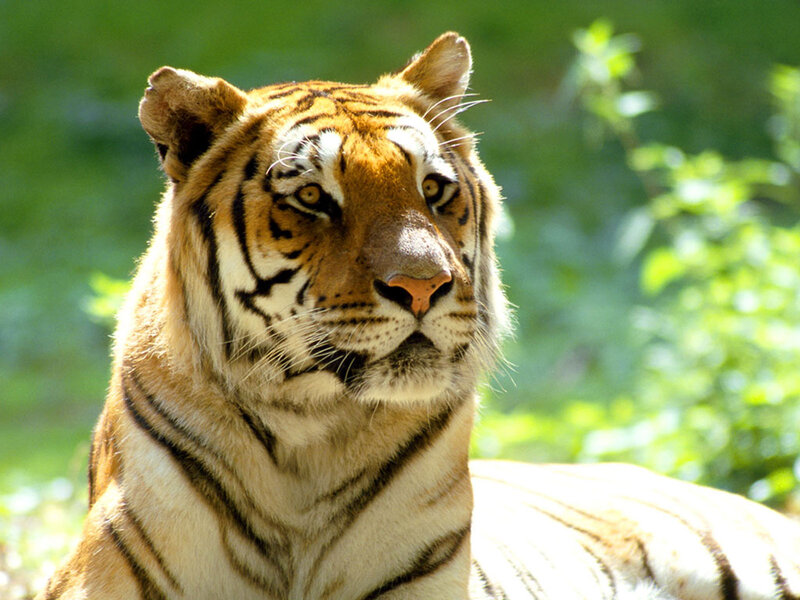 Tiger in Green Foliage — Orange, Calm, Afternoon, Photograph