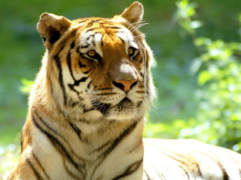 Tiger in Green Foliage — Orange, Calm, Afternoon