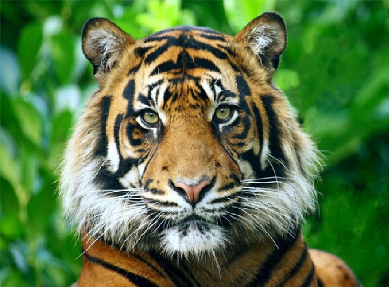 Tiger in Green Foliage — Orange, Calm, Photograph