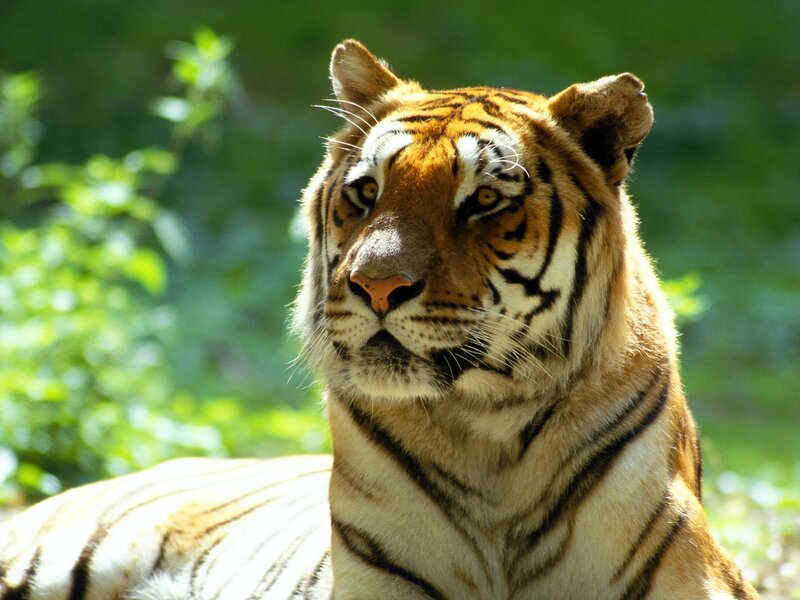 Tiger in Green Foliage — Orange, Calm