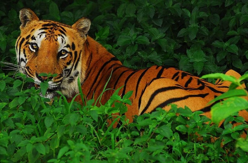 Tiger in Green Foliage — Orange