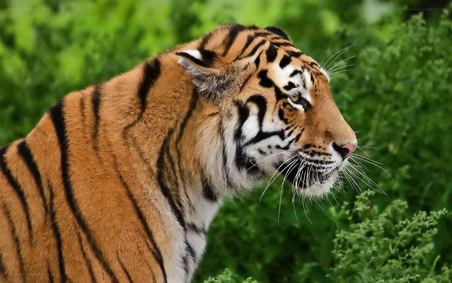 tiger in green foliage