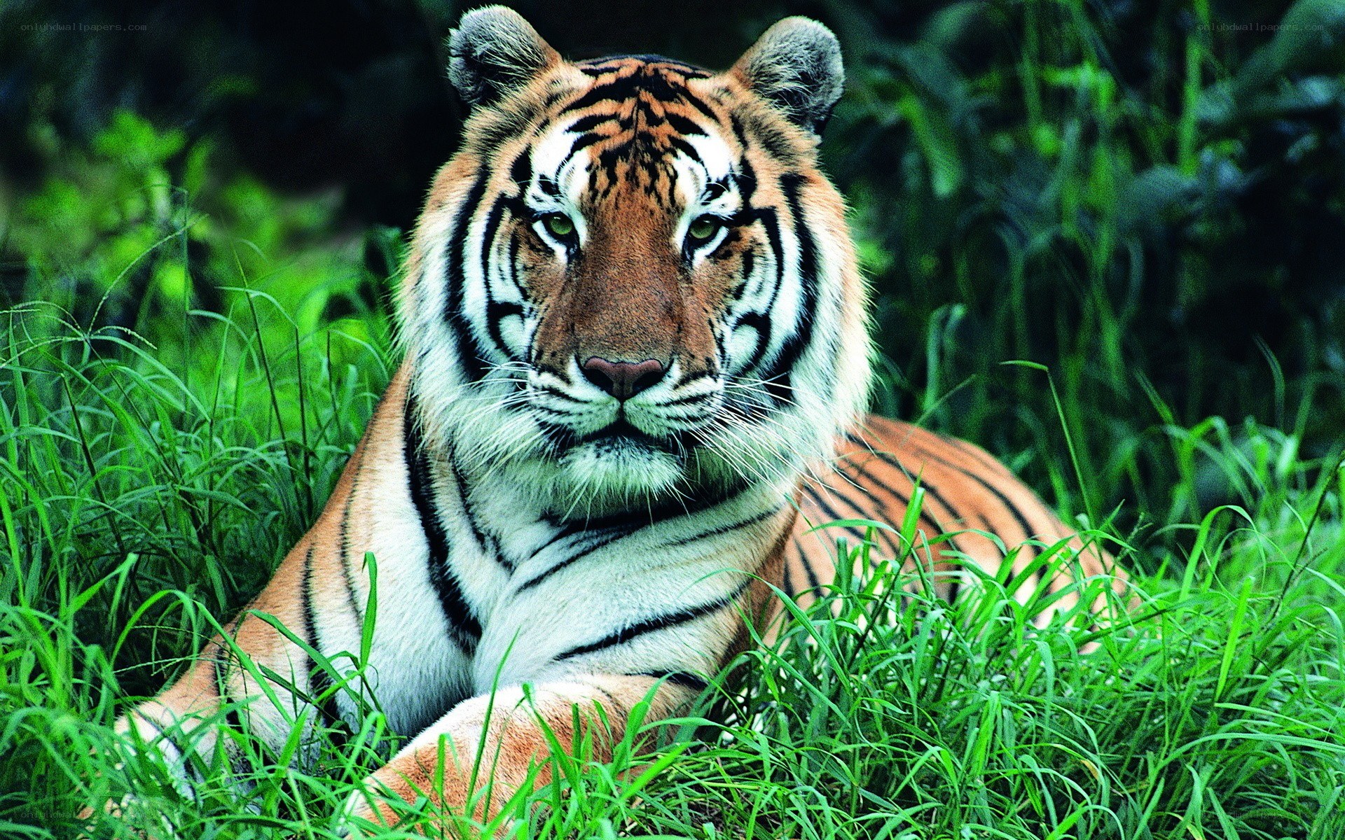 tiger in green grass