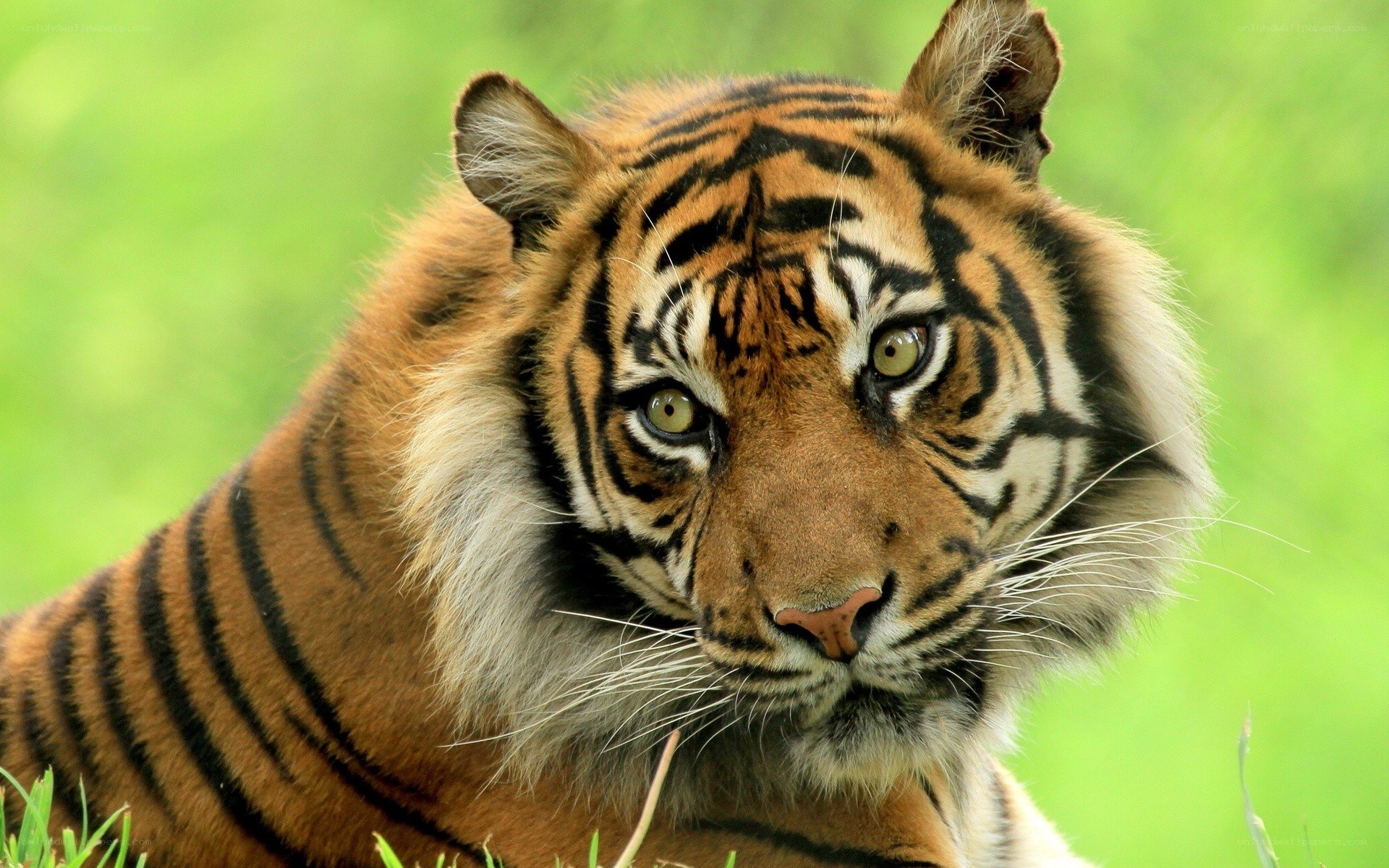 tiger in green grass