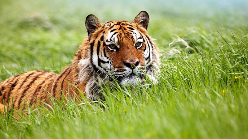tiger in green grass